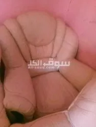 فوتاي مستعمل - 15