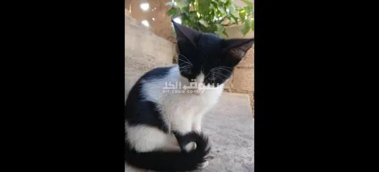 قطط للتبني مجانا