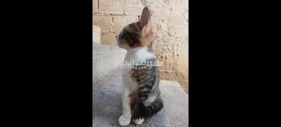 قطط للتبني مجانا - 2