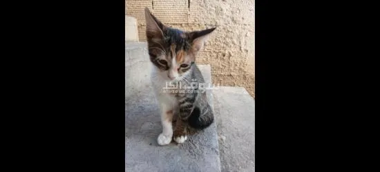 قطط للتبني مجانا - 3