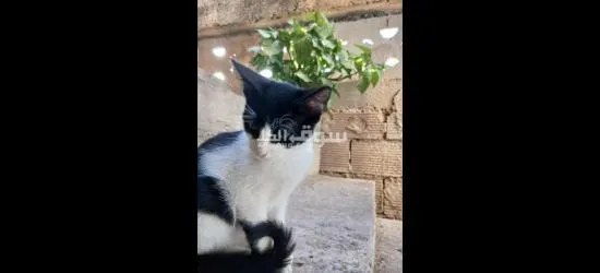 قطط للتبني مجانا - 4