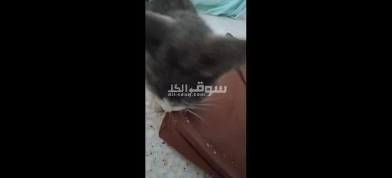 قطط للتبني مجانا - 7