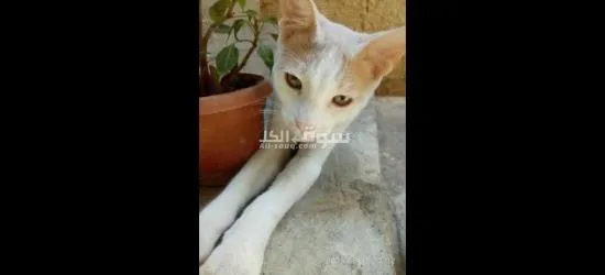 قطط للتبني مجانا - 12