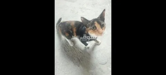 قطط للتبني مجانا - 13