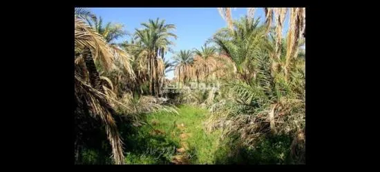 مزرعة نخيل للبيع