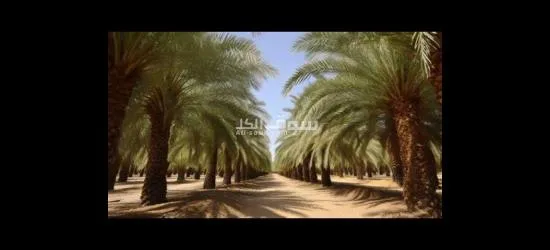 مزرعة نخيل للبيع - 2